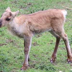 Reindeer Calf