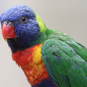 Rainbow Lorikeet