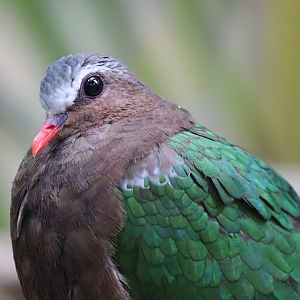 Grey-capped Emerald Dove