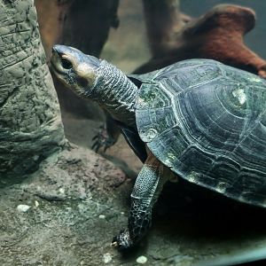 Cochin Black Turtle (Melanochelys trijuga coronata)