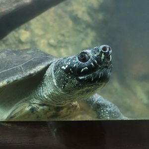 Spotted Pond Turtle (Geoclemys hamiltonii)