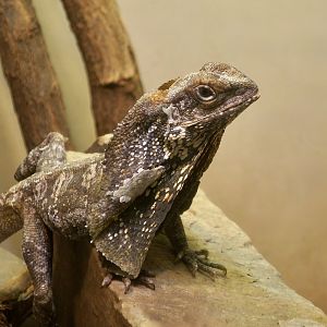 Frilled Lizard (Chlamydosaurus kingii)