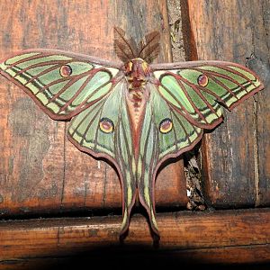 Graellsia/Actias isabellae