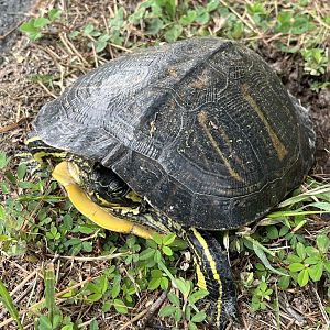 Yellow-bellied Slider