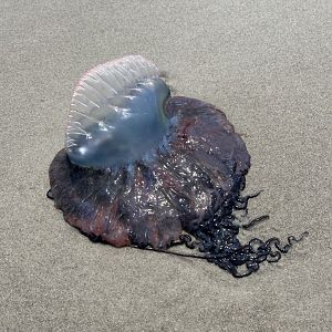 Portuguese Man o’ war