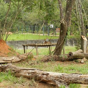 Jaguar exhibit - Belo Horizonte zoo