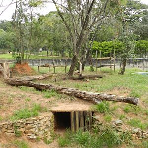 Jaguar exhibit - Belo Horizonte zoo
