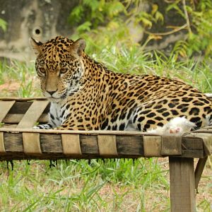 Maya - Belo Horizonte zoo