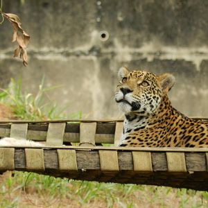 Maya - Belo Horizonte zoo