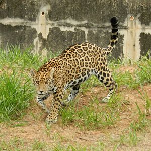 Maya - Belo Horizonte zoo