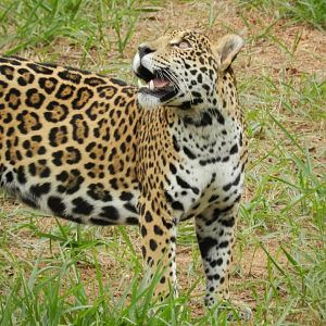 Maya - Belo Horizonte zoo
