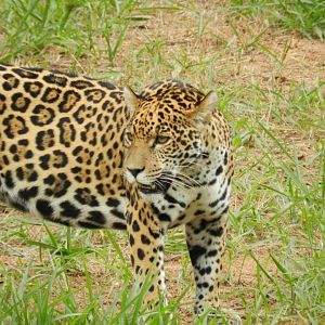 Maya - Belo Horizonte zoo