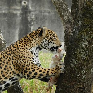 Maya - Belo Horizonte zoo