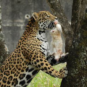 Maya - Belo Horizonte zoo