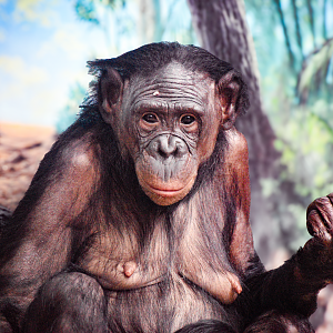 May. 2025 - Jungle Trails - Bonobo (Gilda)