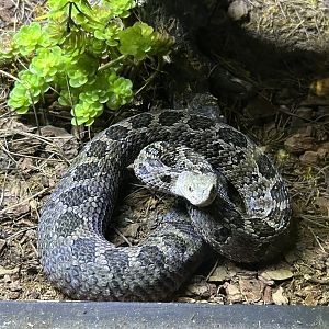 mexican pygmy rattlesnake