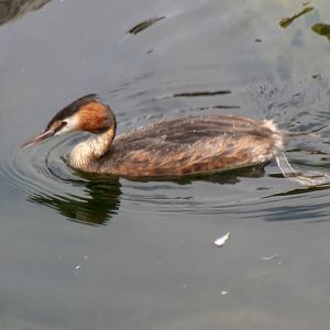 Great crested grebe