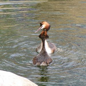 Great crested grebes