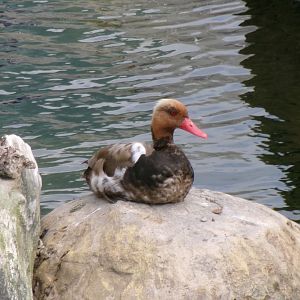Red-crested pochard