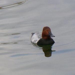 European pochard