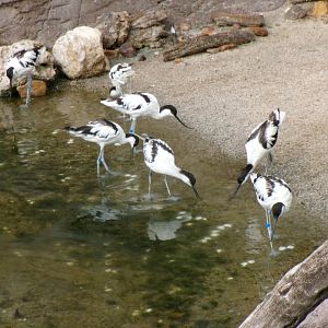 Pied avocets