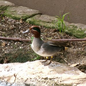 Eurasian teal