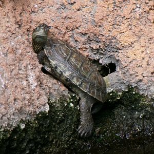 Iberian pond turtle
