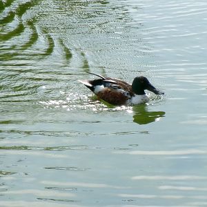 Northern shoveler