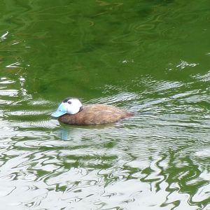White-headed duck