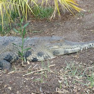 West African slender-snouted crocodile