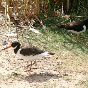 Eurasian oystercatcher