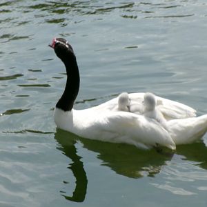 Black-necked swan
