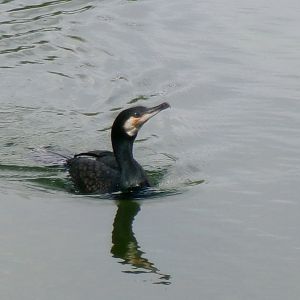 Eurasian great cormorant