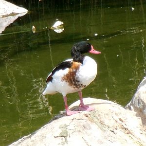 Common shelduck