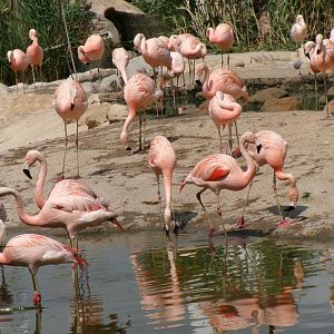 Chilean flamingoes