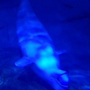 Beluga whale