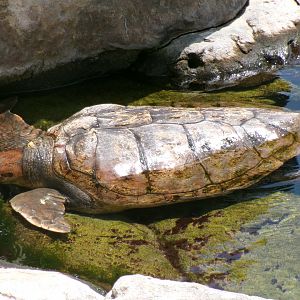 Loggerhead sea turtle