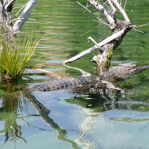 West African slender-snouted crocodile