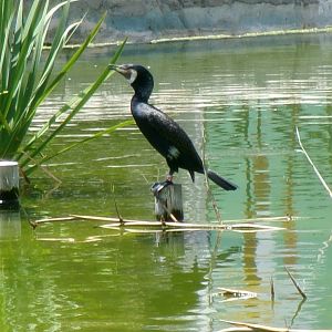 Eurasian great cormorant