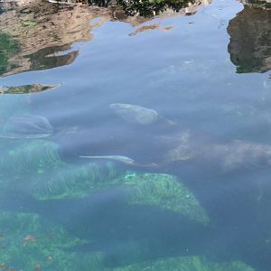 South American sea lion