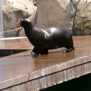 South American sea lion