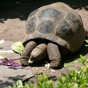 Aldabra giant tortoise