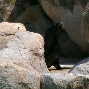 South American sea lion