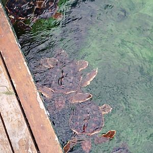 Lil' Loggerheads