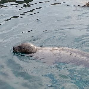 East Atlantic harbour seal