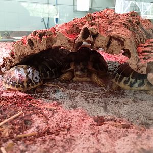 Western Hermann's tortoises