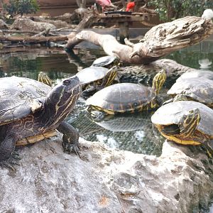 Red-eared sliders