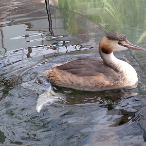 Great crested grebe