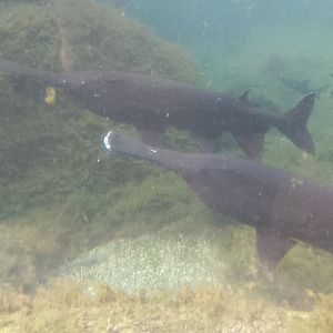 Mississippi paddlefish