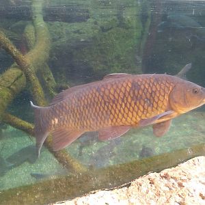 Common carp